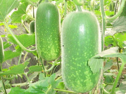 有哪些好用的吃瓜网,揭秘娱乐圈最新动态